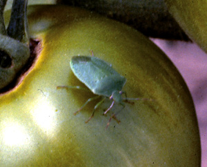 Picture of an Adult Stinkbug