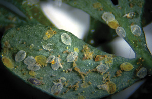 Whitefly eggs