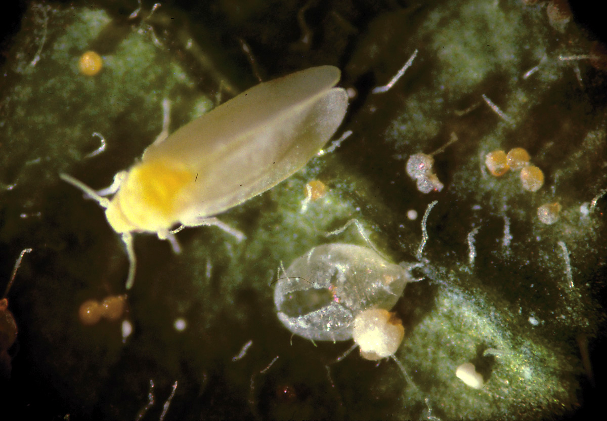 whitefly