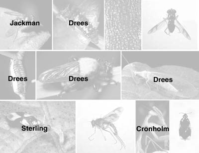 Picture of Beneficial Insects Photo credits page2