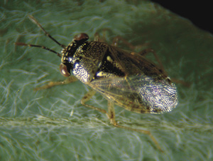 Picture of Bigeyed Bug