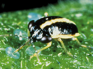 Picture of Bigeyed Bug