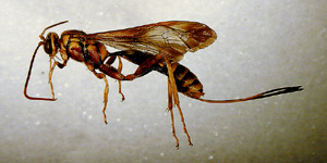 Picture of Ichneumons