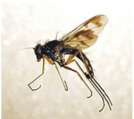 Longlegged flies