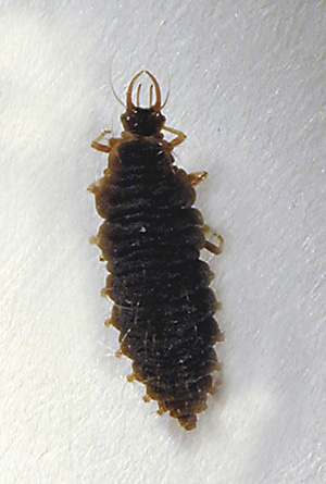 Picture of lacewing larva