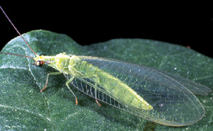 Picture of adult lacewings
