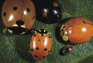 Picture of adult lady beetle