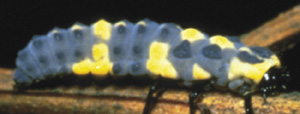 Picture of lady beetle larva