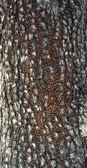 Picture of a mass of Lardy beetles on the bark of a tree