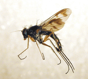 Picture of Longlegged Flies