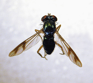 Picture of Longlegged Flies