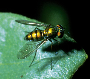 Picture of longlegged Flies
