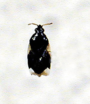Picture of Minute Pirate Bug