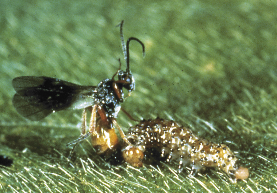 Parasidic wasp attacking a caterpillar