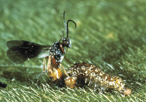 Picture of a Braconidea stinging a Caterpillar