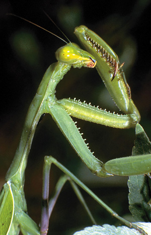 Picture of Praying Mantid Adult