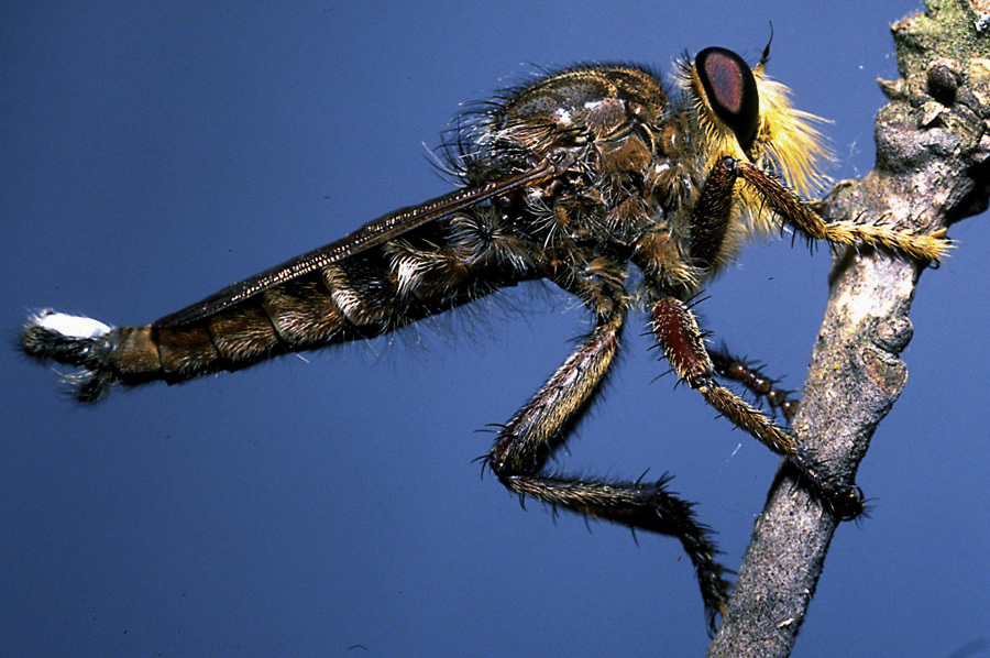 Picture of a robber fly