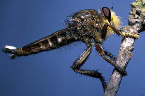 Picture of a Robber Fly