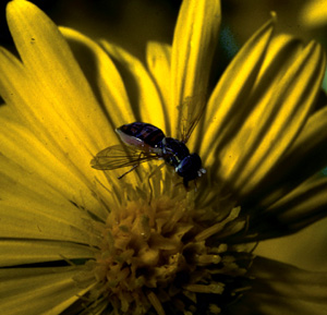 Picture of Syrphid Fly