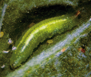 Picture of Syrphid Larva