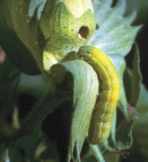 Picture of Beet Armyworm
