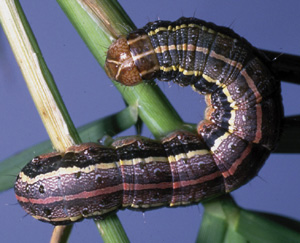 picture of Fall Armyworm