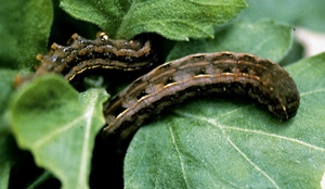 Picture of Yellow armyworm