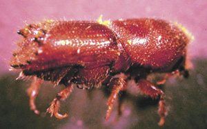 Picture of Adult Bark Beetle