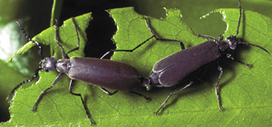 Picture of Blister Beetle