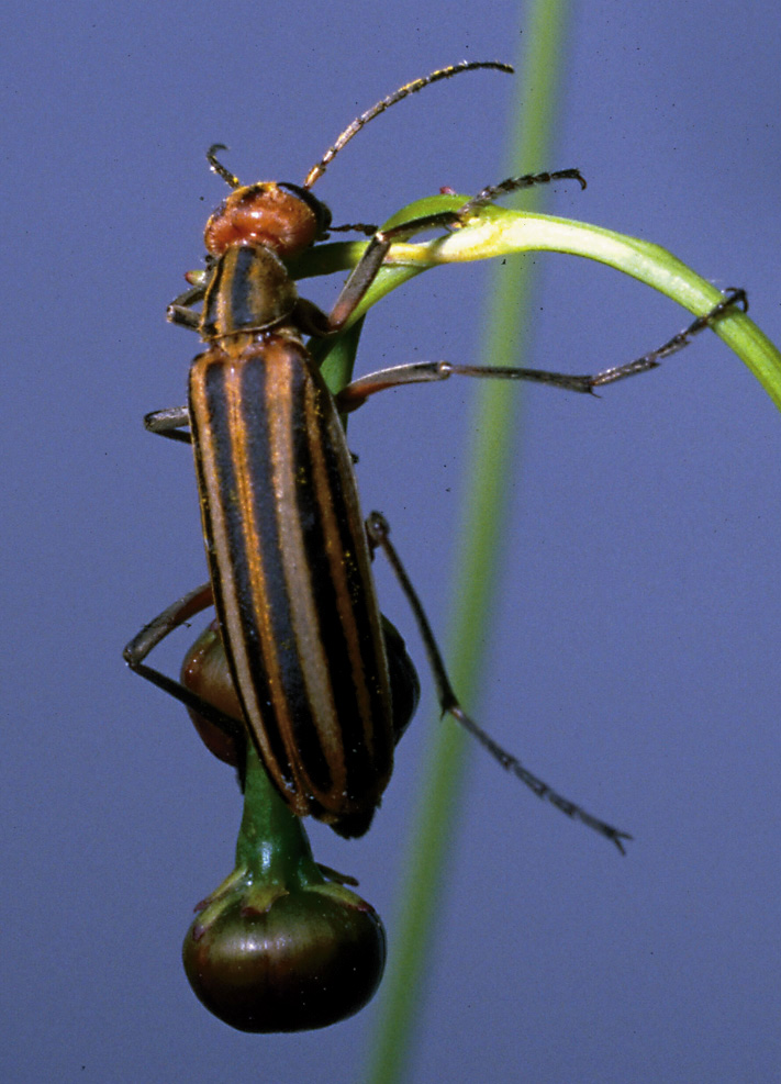 Striped Bliester Beetle