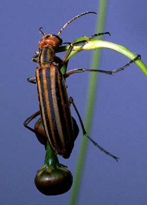 Picture of Striped Blister Beetle