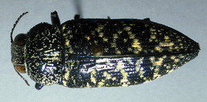 Picture of Metallic Wood Borer adult