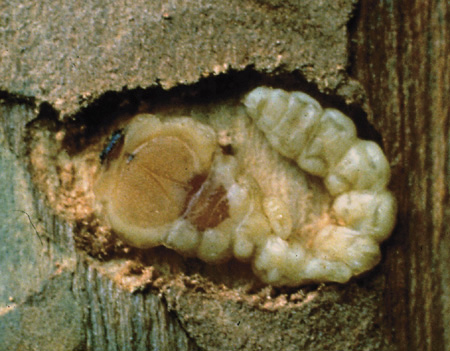 Flatheaded Wood borer larva