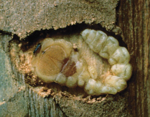 Picture of flathead wood borer in the larva stage