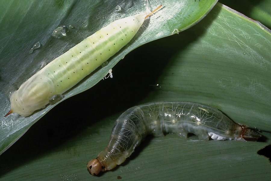 canna leafroller larva