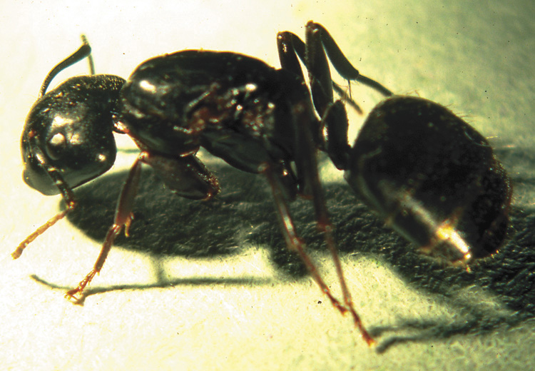 Pictur eof Carpenter Ants