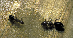 Picture of Carpenter Ants
