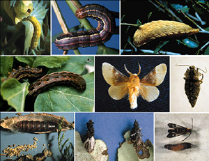 Picture of Chewing Insect Picture Sheet 1