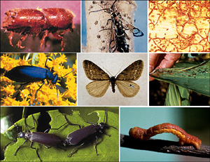 Picture of Chewing Insect Picture Sheet 2