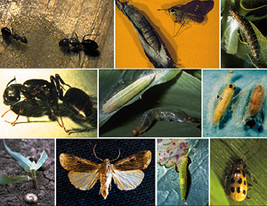 Picture of Chewing Insect Picture Sheet 3