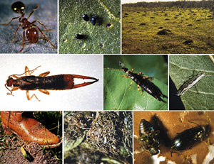 Picture of Chewing Insect Picture Sheet 4