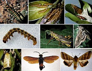 Picture of Chewing Insect Picture Sheet 5