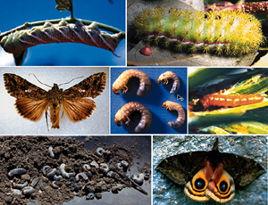 Picture of Chewing Insect Picture Sheet 6