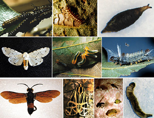 Picture of Chewing Insect Picture Sheet 8