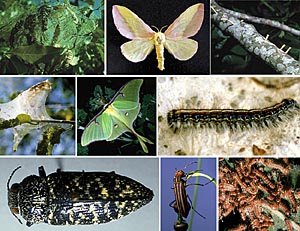 Picture of Chewing Insect Picture Sheet 9