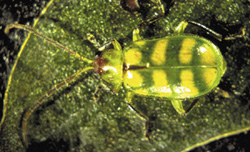 Picture of Banded Cucumber Beetle