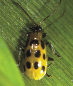 Picture of Twelve Spotted Cucmber Beetle