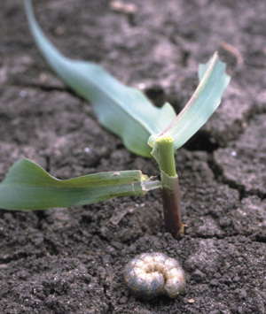 Picture of Cutworm