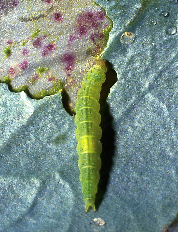 Diamondback moth larva