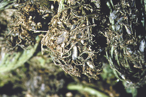 Picture of Diamondback moth larva habitat